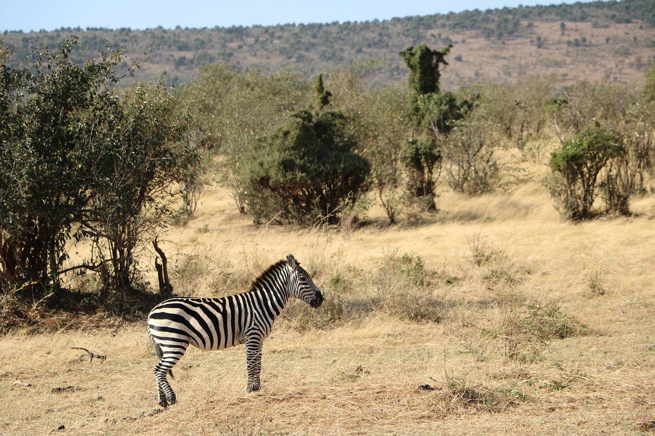 4 days Tanzania safari